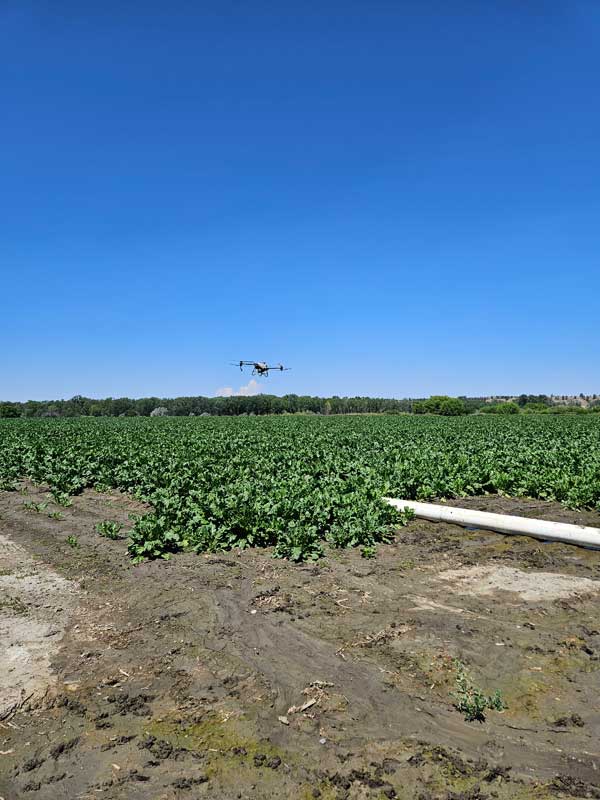 Drone flying over crop field